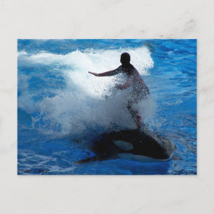 Carte Postale Photographie d'un entraîneur chevauchant une orque