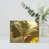 Carte Postale Photographie Feuille Dorée Sur (Debout devant)