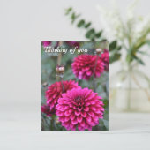 Carte Postale Photographie florale de Dahlia rose (Debout devant)