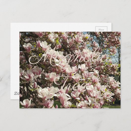 Carte Postale Photographie florale de l'arbre rose en fleurs Mag (Devant / Derrière)