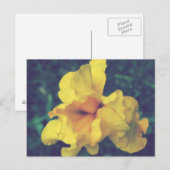 Carte Postale Photographie florale de printemps jaune Iris (Devant / Derrière)