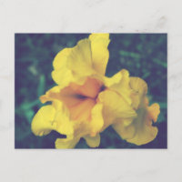 Photographie florale de printemps jaune Iris