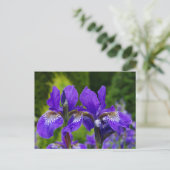 Carte Postale Photographie florale d'Iris sibirica (Debout devant)