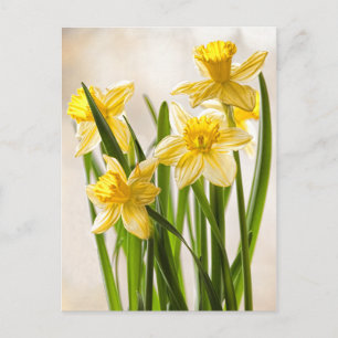 Carte Postale Photographie florale : jonquilles jaunes de printe