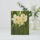 Carte Postale Photographie florale : Narcisse de printemps blanc (Debout devant)
