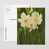 Carte Postale Photographie florale : Narcisse de printemps blanc (Devant / Derrière)