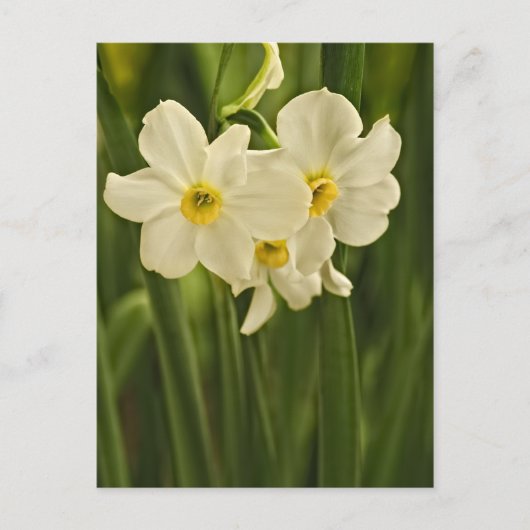 Carte Postale Photographie florale : Narcisse de printemps blanc (Devant)