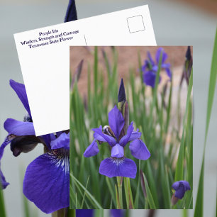 Carte Postale Photographie florale violette d'Iris