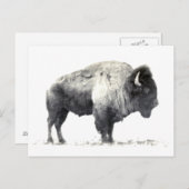 Carte Postale Photographie historique de bison américain (Devant / Derrière)