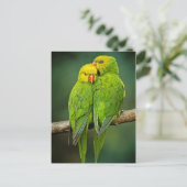 Carte Postale Photographie Inséparable de Green Parrots (Debout devant)
