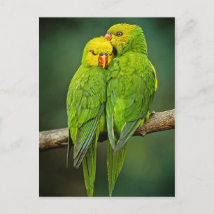 Carte Postale Photographie Inséparable de Green Parrots