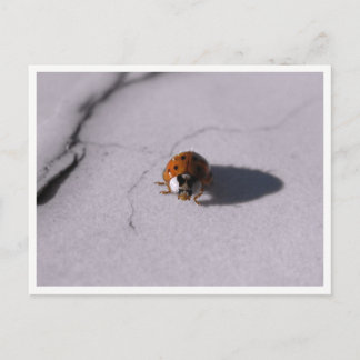 Carte Postale Photographie Macro Faune et Flore Coléoptère Cocci