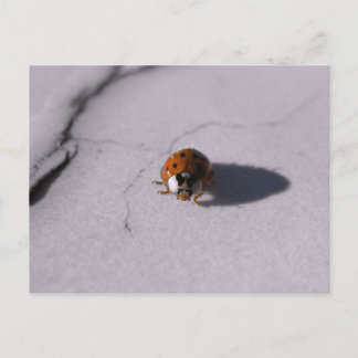 Carte Postale Photographie Macro Numérique de Coléoptères Coccin