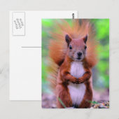 Carte Postale Photographie mignonne d'écureuil rouge (Devant / Derrière)