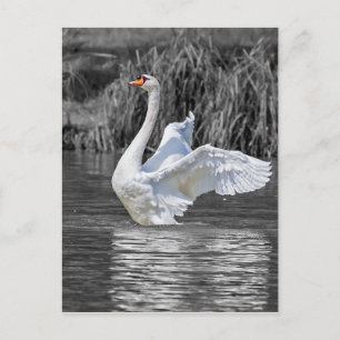 Carte Postale Photographie noir et blanc cygne