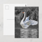 Carte Postale Photographie noir et blanc cygne (Devant / Derrière)