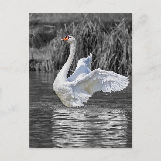 Carte Postale Photographie noir et blanc cygne (Devant)