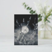 Carte Postale Photographie noir et blanc de Dandelion (Debout devant)