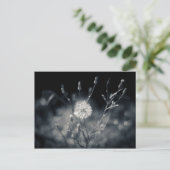 Carte Postale Photographie noir et blanc de Dandelion (Debout devant)
