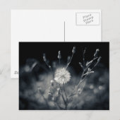 Carte Postale Photographie noir et blanc de Dandelion (Devant / Derrière)