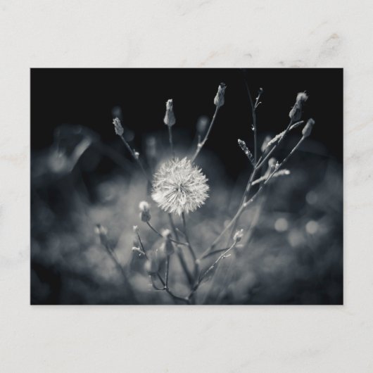 Carte Postale Photographie noir et blanc de Dandelion (Devant)