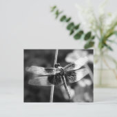 Carte Postale Photographie noir et blanc de la libellule de Skim (Debout devant)