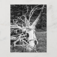 Photographie noir et blanc de l'arbre mort