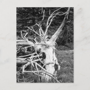 Carte Postale Photographie noir et blanc de l'arbre mort