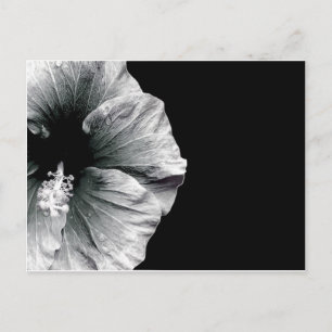 Carte Postale Photographie noir et blanc de l'Hibiscus