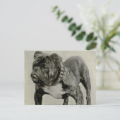 Carte Postale Photographie vintage de Bulldog (Debout devant)