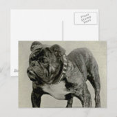 Carte Postale Photographie vintage de Bulldog (Devant / Derrière)