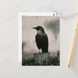 Carte Postale Photographie vintage de corbeau magnifique