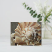 Carte postale Photographie Whelk Shell (Debout devant)