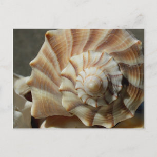 Carte postale Photographie Whelk Shell