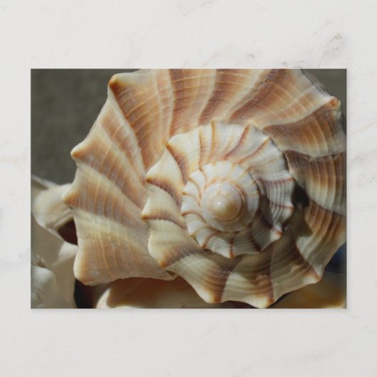 Carte postale Photographie Whelk Shell (Devant)
