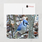 Carte Postale Photographies : oiseaux - (Devant / Derrière)