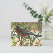 Carte Postale Photographies : oiseaux - (Debout devant)
