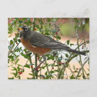 Carte Postale Photographies : oiseaux -