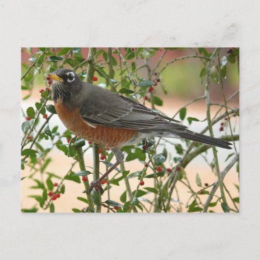 Carte Postale Photographies : oiseaux - (Devant)