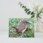 Carte Postale Photographies : oiseaux - (Debout devant)