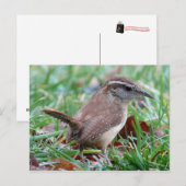 Carte Postale Photographies : oiseaux - (Devant / Derrière)