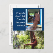 Carte Postale Photographies uniques d'Orangoutan (Devant / Derrière)