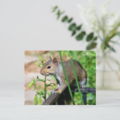 Carte postale photographique d'écureuil gris (Debout devant)