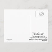 Carte postale photographique d'écureuil gris (Dos)
