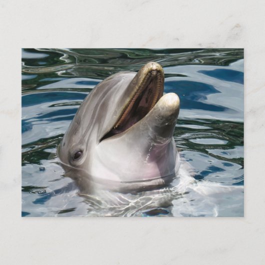 CARTE POSTALE PHOTOGRAPHIQUE DOLPHIN (Devant)