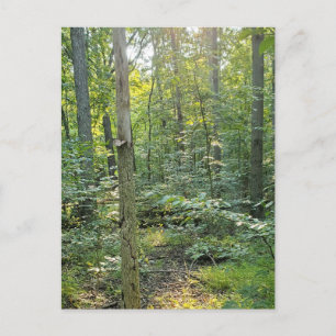 Carte postale photographique du sentier de Summer