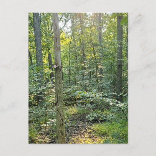 Carte postale photographique du sentier de Summer (Devant)
