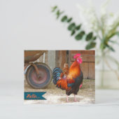 Carte postale photographique d'un coq de basse-cou (Debout devant)