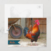 Carte postale photographique d'un coq de basse-cou (Devant / Derrière)