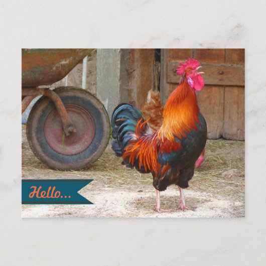 Carte postale photographique d'un coq de basse-cou (Devant)